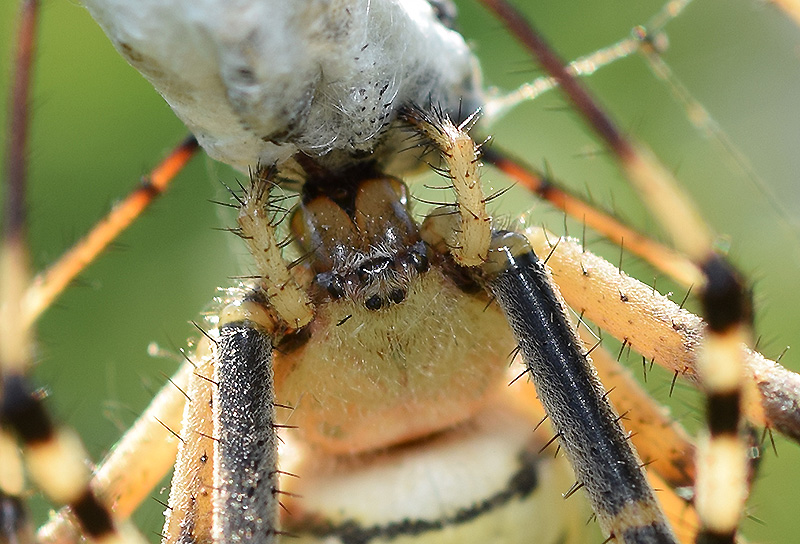 Il bacio dell''Argiope bruennichi - Viadana (MN)